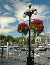 Hanging flower baskets